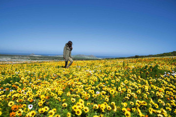 Westcoast National Park bei Blüte in Südafrika