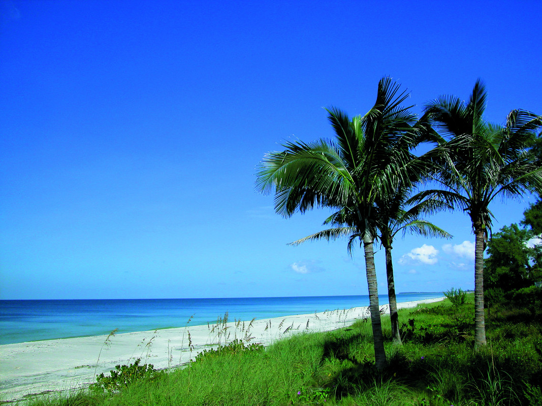 Palmen am Strand von Fort Myers