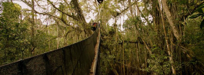 Eine Brücke mitten im Urwald zwischen Bäumen