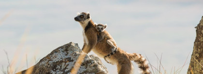 Lemuren Mama und Baby auf Madagaskar