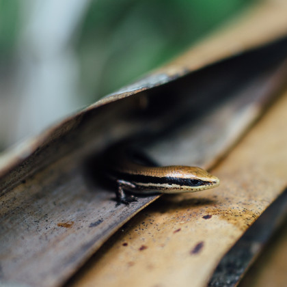 Salamander in Costa Rica