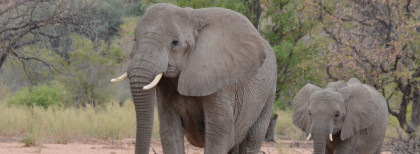 Elefanten in Namibia